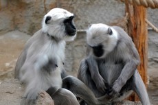 Grauer Langur_2.JPG